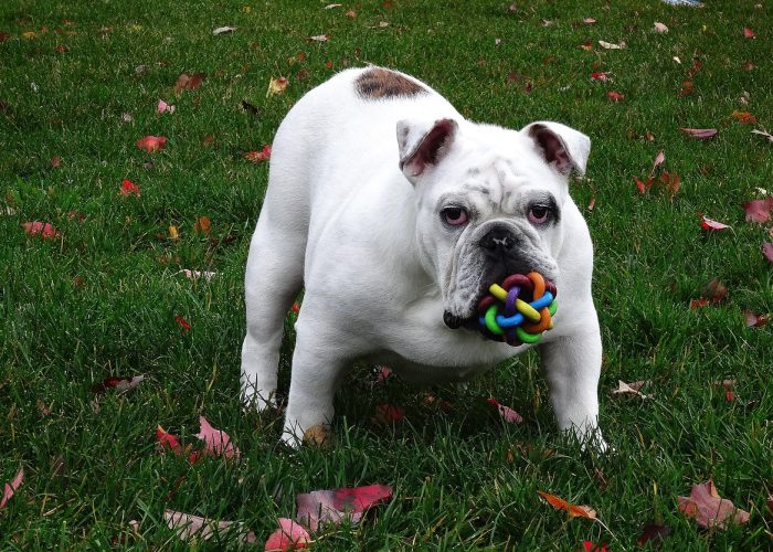 dog-715531_1280